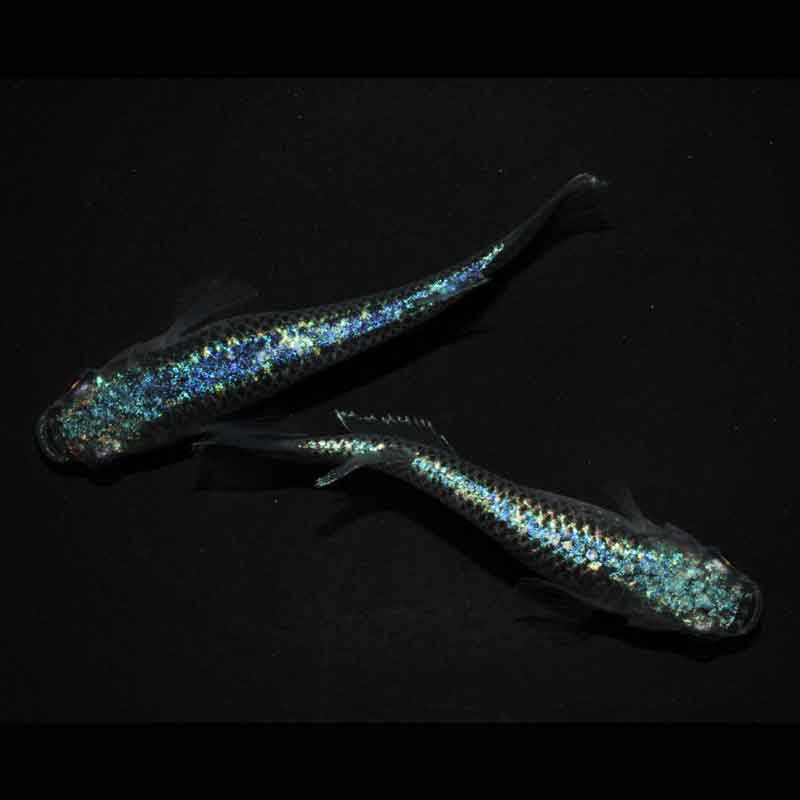 現物販売：メダカ「極上　ネプチューン　１ペア」