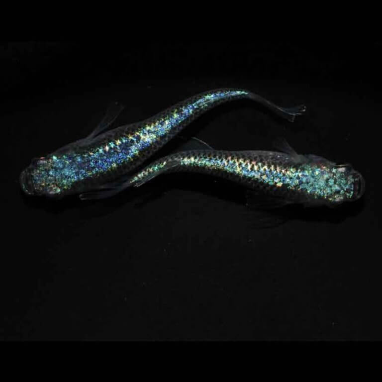 現物販売：メダカ「極上　ネプチューン　１ペア」