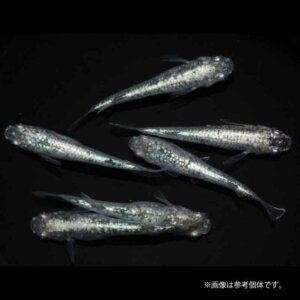 メダカ「レックウザ」