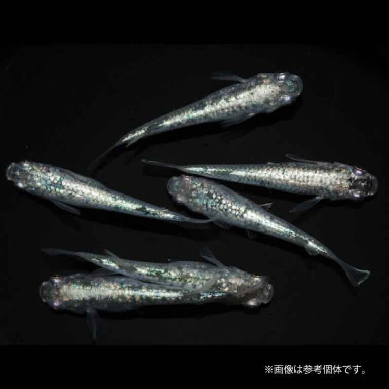 メダカ「レックウザ」