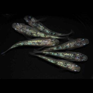 現物販売：メダカ「アースブルー　３ペア」