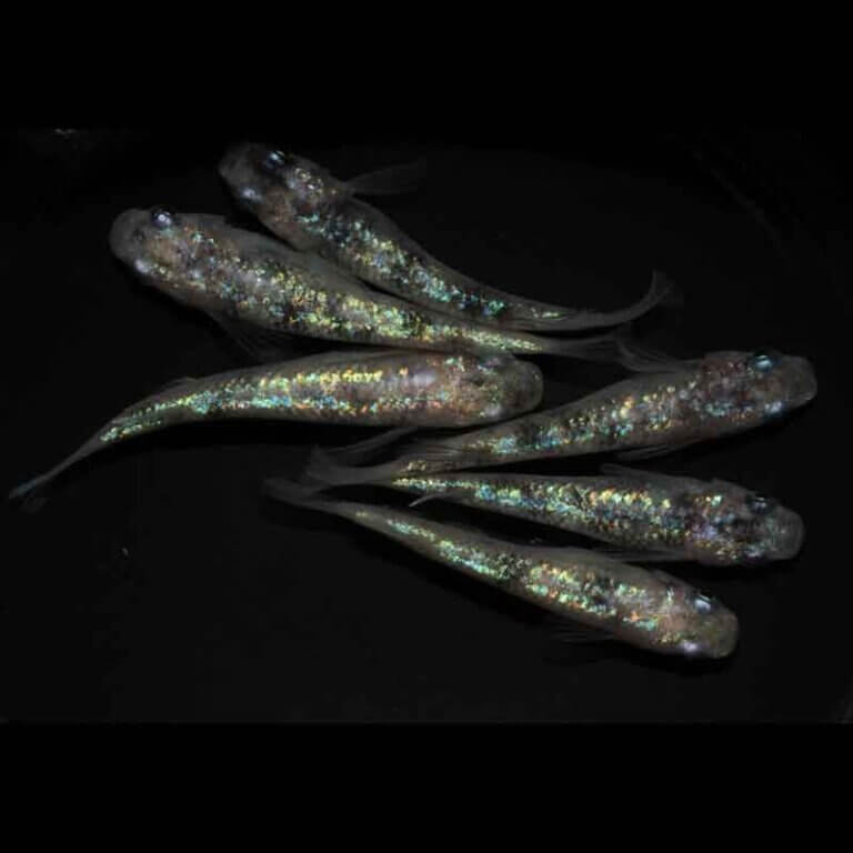 現物販売：メダカ「アースブルー　３ペア」