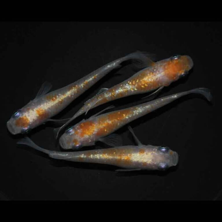 現物販売：メダカ「紅白体外光　２ペア」