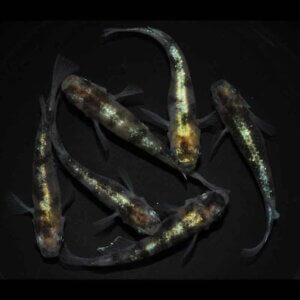 現物販売：メダカ「？#(はてなシャープ)　３ペア」