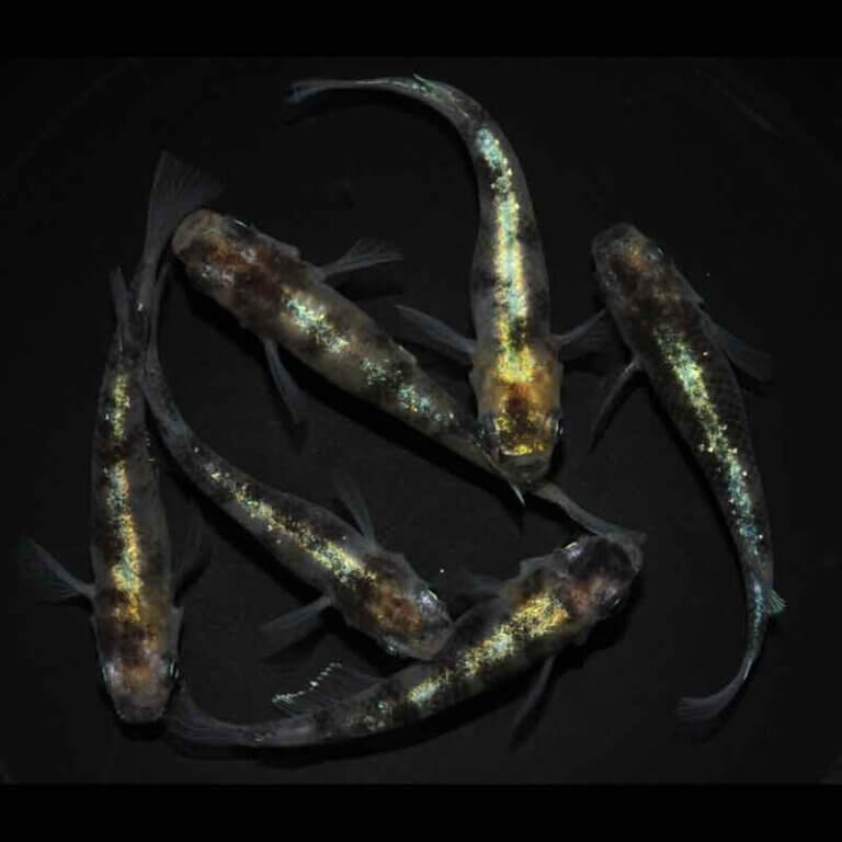 現物販売：メダカ「？#(はてなシャープ)　３ペア」