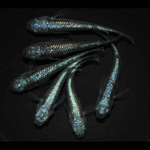 現物販売：メダカ「ネプチューン　３ペア」