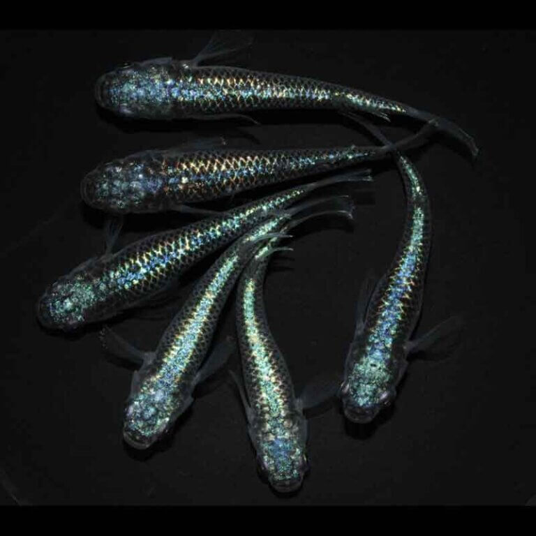 現物販売：メダカ「ネプチューン　３ペア」