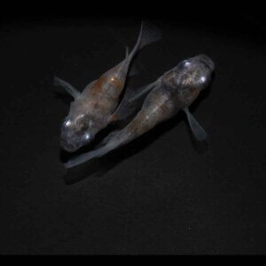 現物販売：メダカ「雲州三色　半ダルマ／ダルマ　１ペア」