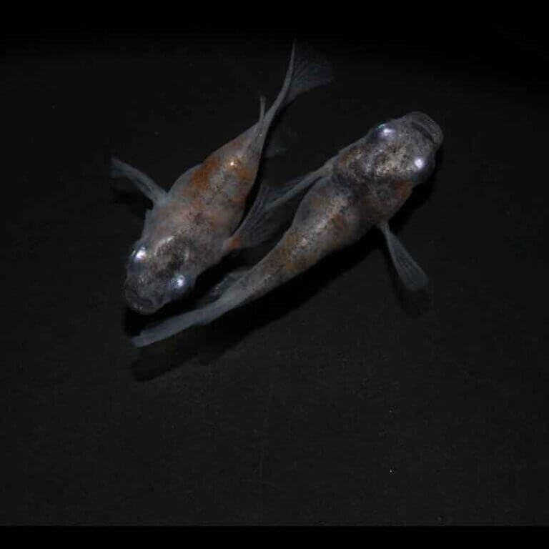 現物販売：メダカ「雲州三色　半ダルマ／ダルマ　１ペア」