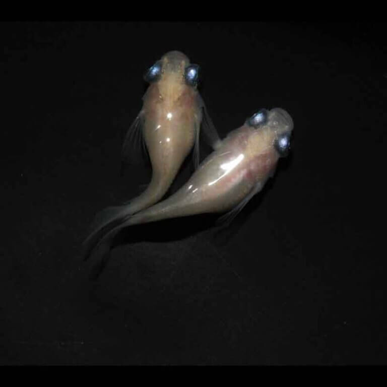 現物販売：メダカ「ピンクカエル　半ダルマ／ダルマ　１ペア」