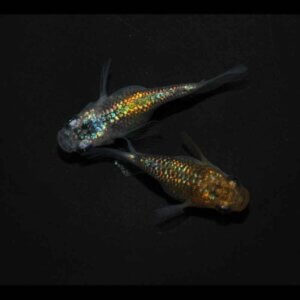 現物販売：メダカ「夜桜ゴールド　半ダルマ／ダルマ　１ペア」