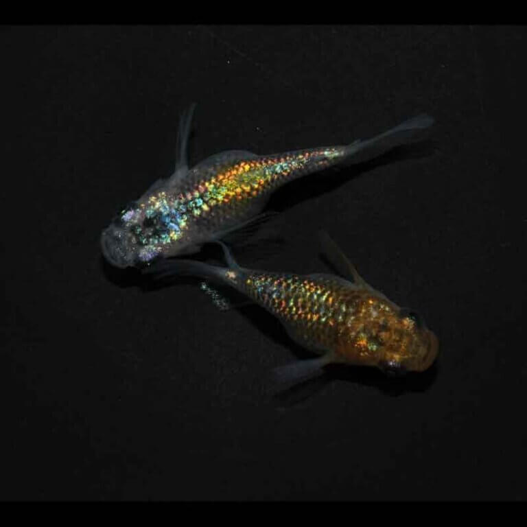 現物販売：メダカ「夜桜ゴールド　半ダルマ／ダルマ　１ペア」