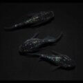 現物販売：メダカ「ロイヤルブルー　半ダルマ／ダルマ　１ペア＋１」