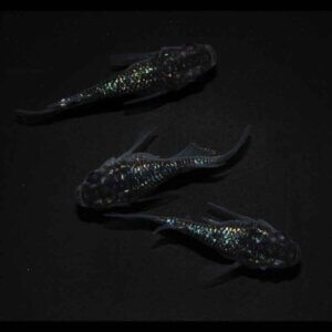 現物販売：メダカ「ロイヤルブルー　半ダルマ／ダルマ　１ペア＋１」