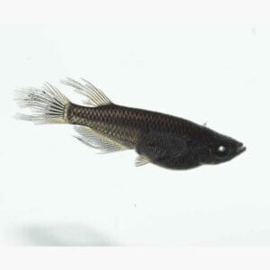 現物販売：メダカ「オロチブルーアイ　１ペア」