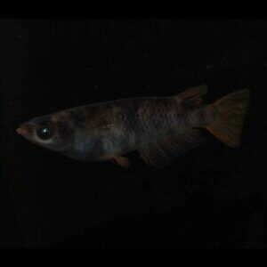 現物販売：メダカ「AW03　１ペア」