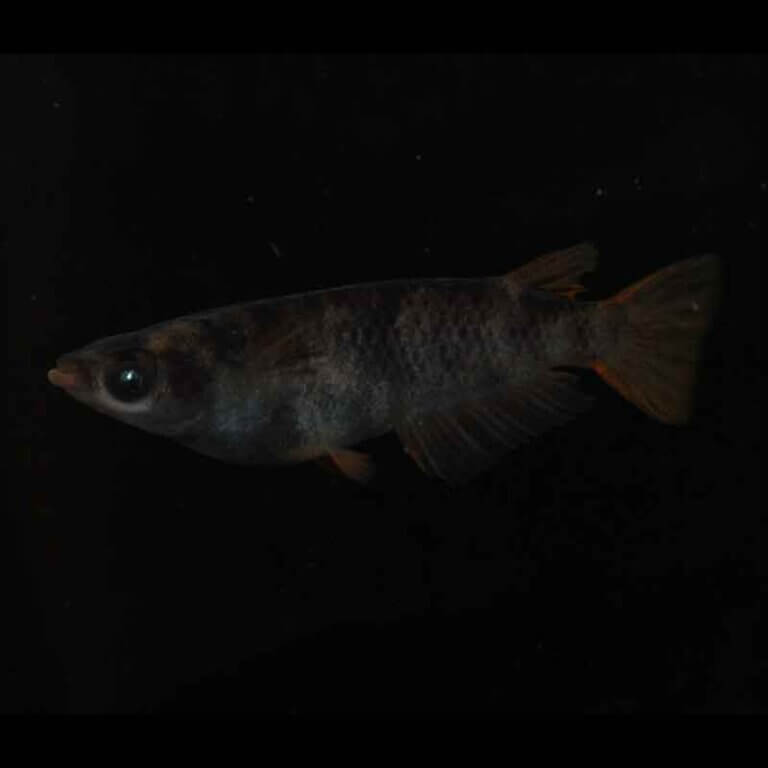 現物販売：メダカ「AW03　１ペア」