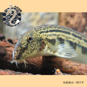 スジシマドジョウ