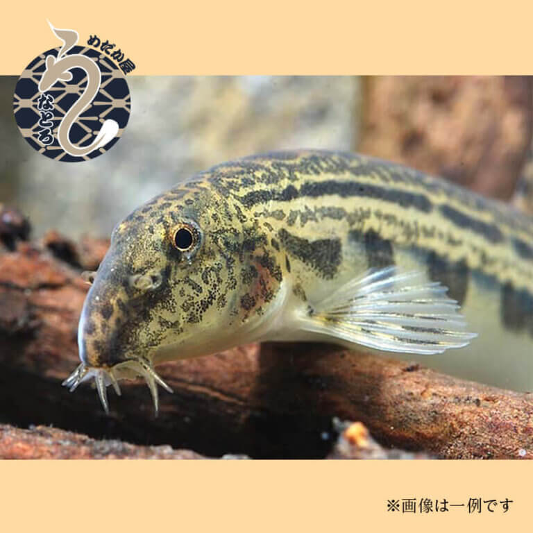 スジシマドジョウ