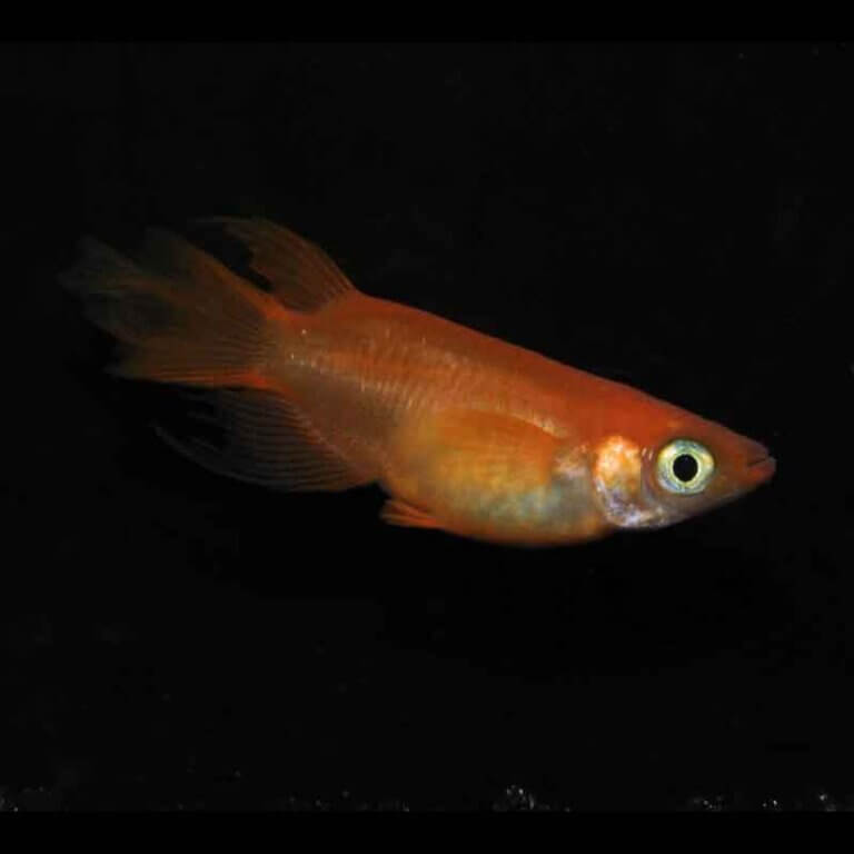 現物販売：メダカ「ふ～は～　半ダルマ／ダルマ　１ペア」