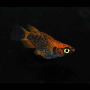 現物販売：メダカ「来光×GOD　半ダルマ／ダルマ　１ペア」