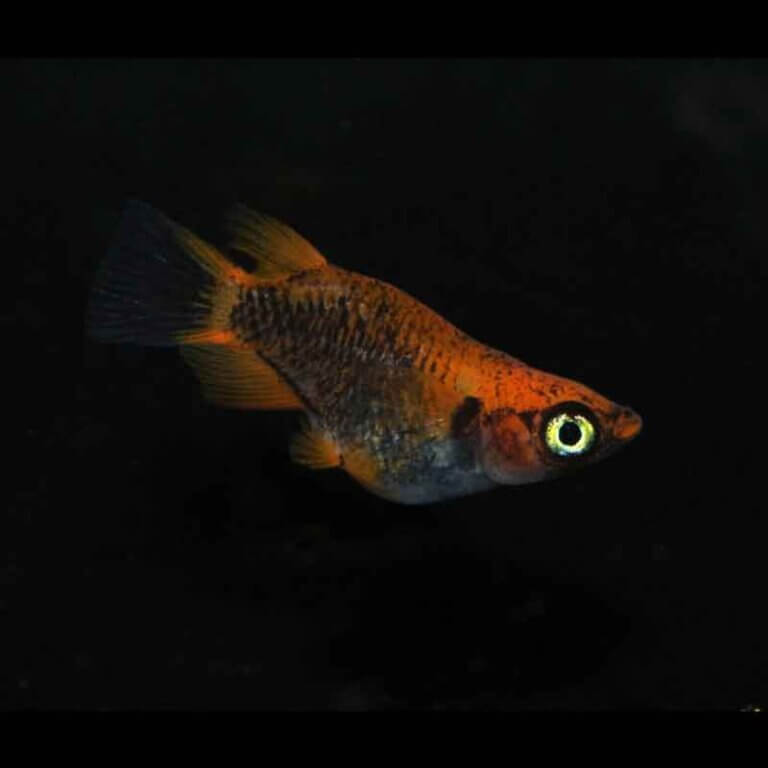 現物販売：メダカ「来光×GOD　半ダルマ／ダルマ　１ペア」