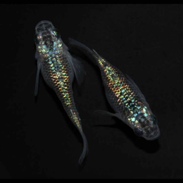 現物販売：メダカ「夜桜　半ダルマ／ダルマ　１ペア」