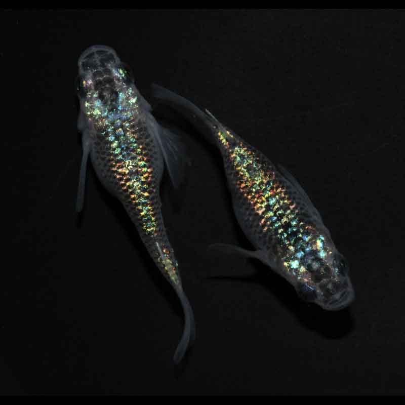 現物メダカ販売NEWリリース | めだか屋「うなとろふぁ～む」