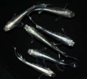 現物販売：メダカ「ブルーウィングスワロー　３ペア」