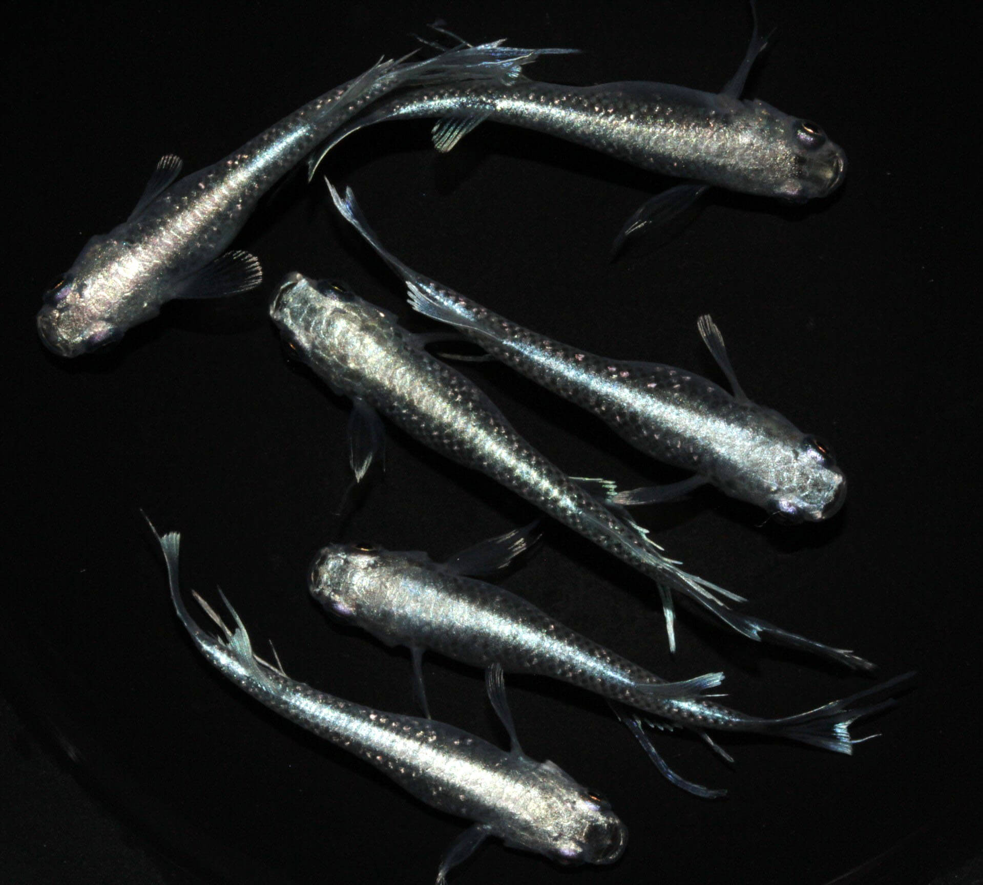 現物メダカ販売NEWリリース | めだか屋「うなとろふぁ～む」