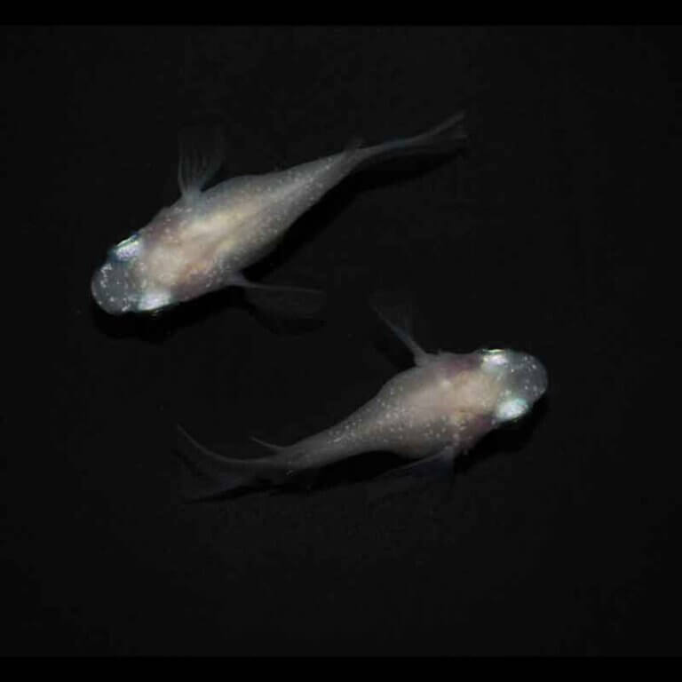 現物販売：メダカ「紅ほっぺ　半ダルマ／ダルマ　１ペア」