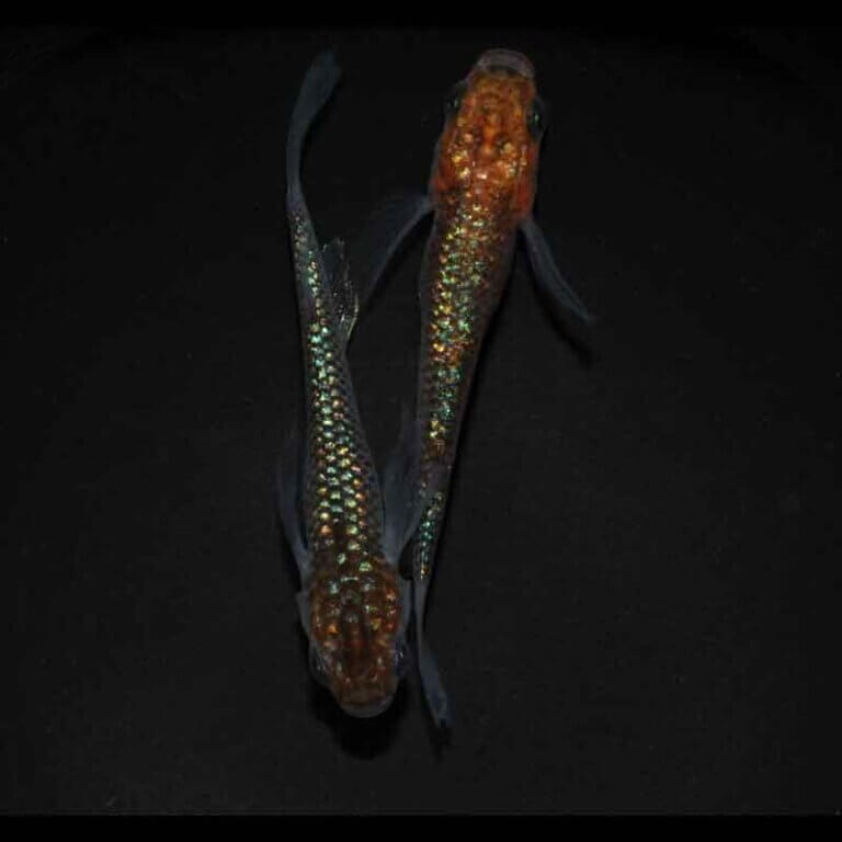 現物販売：メダカ「忘却の翼　１ペア」