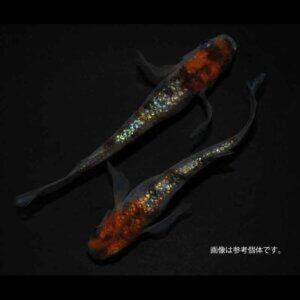 メダカ「アース三色ヒレ長」