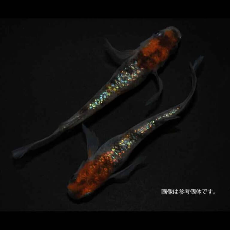 メダカ「アース三色ヒレ長」