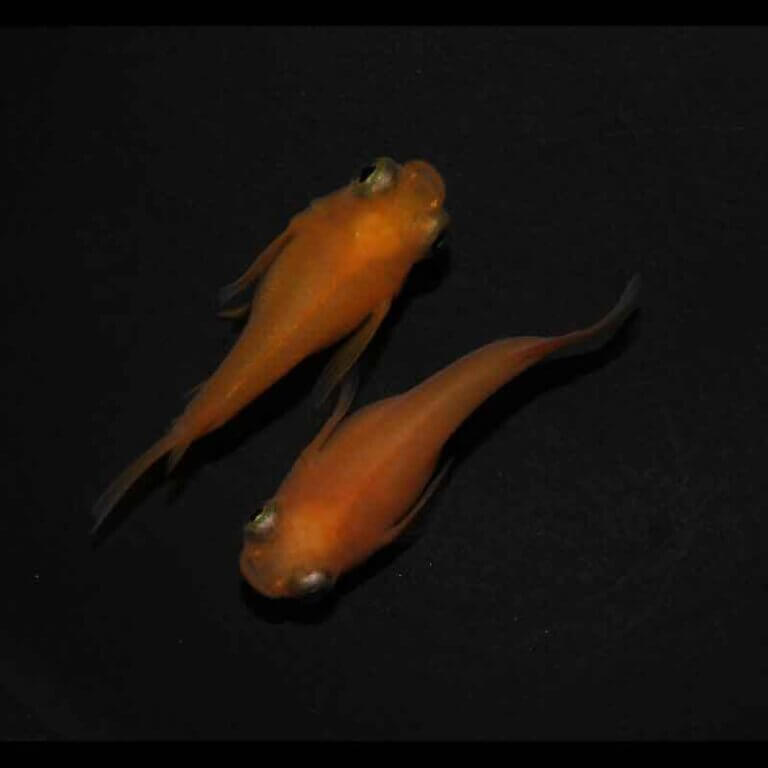 現物販売：メダカ「鬼赤かえる　ショートタイプ　１ペア」