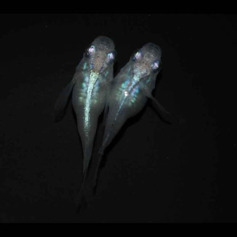 現物販売：メダカ「しずく　半ダルマ／ダルマ　１ペア」