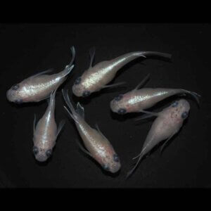 現物販売：メダカ「白幹之パンダ　半ダルマ／ダルマ　３ペア」