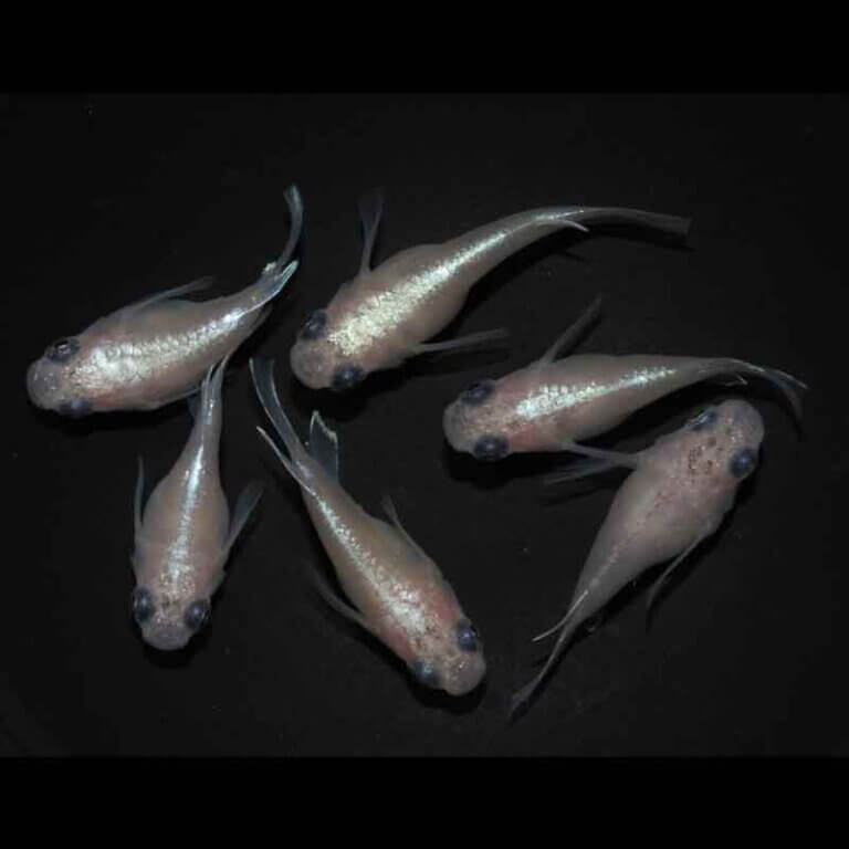 現物販売：メダカ「白幹之パンダ　半ダルマ／ダルマ　３ペア」