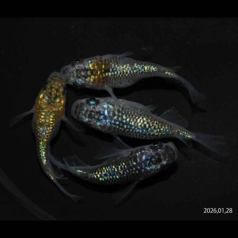 現物販売：メダカ「夜桜ゴールド　半ダルマ／ダルマ　２ペア」