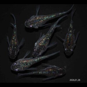 現物販売：メダカ「ロイヤルブルー　ショートタイプ　３ペア」