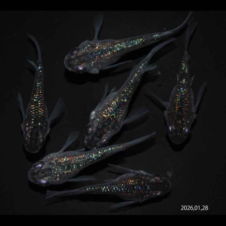 現物販売：メダカ「ロイヤルブルー　ショートタイプ　３ペア」