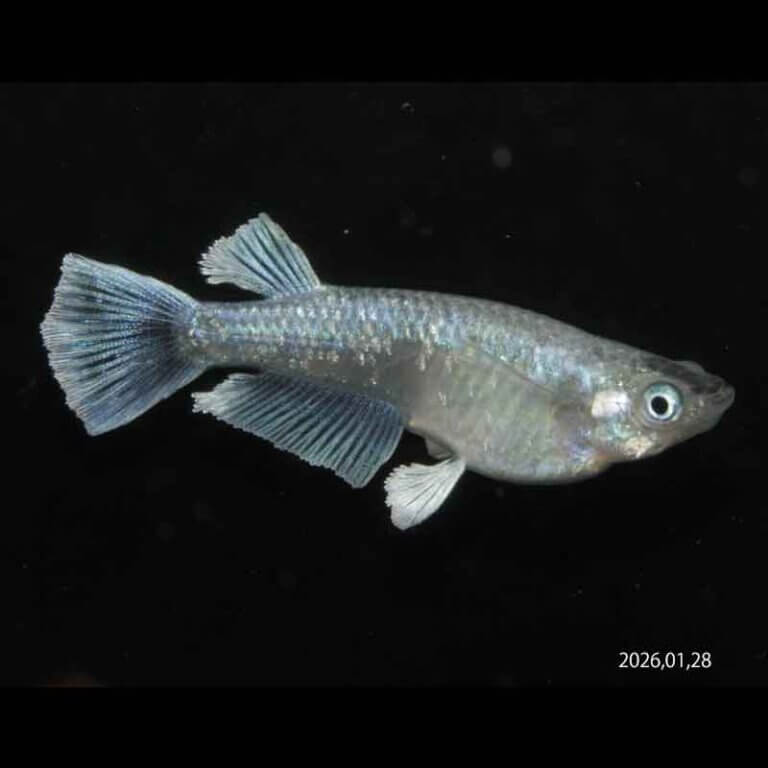 現物販売：メダカ「エメラルドリアルロングフィン　うなとろんぐ亜種　１ペア」