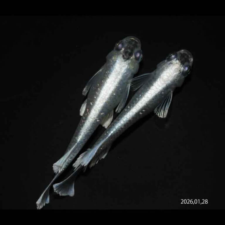 現物販売：メダカ「エメラルドリアルロングフィン　うなとろんぐ亜種　１ペア」