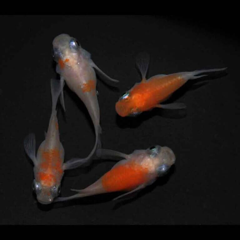 現物販売：メダカ「雲州紅白　半ダルマ／ダルマ　２ペア」