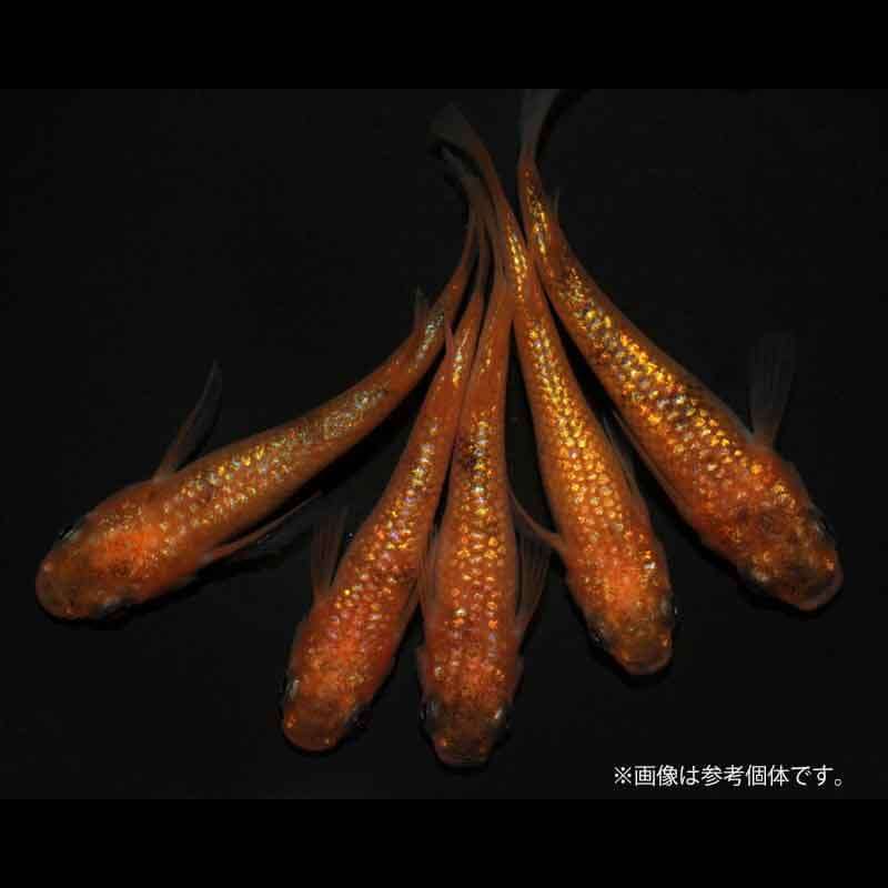メダカ「サンシャイン」