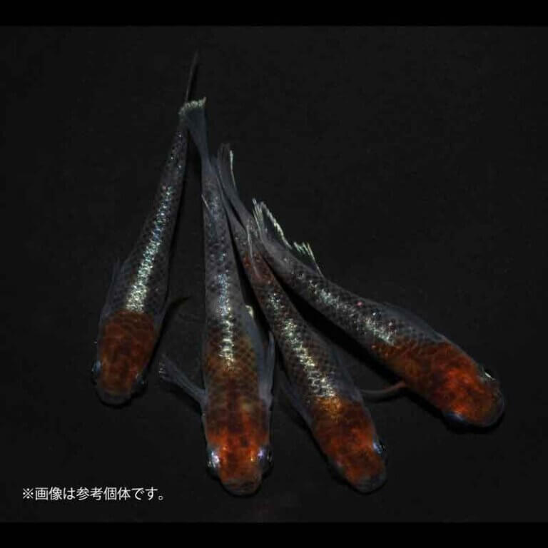 メダカ「鏡花菊」