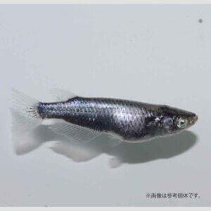 メダカ「デコピン」