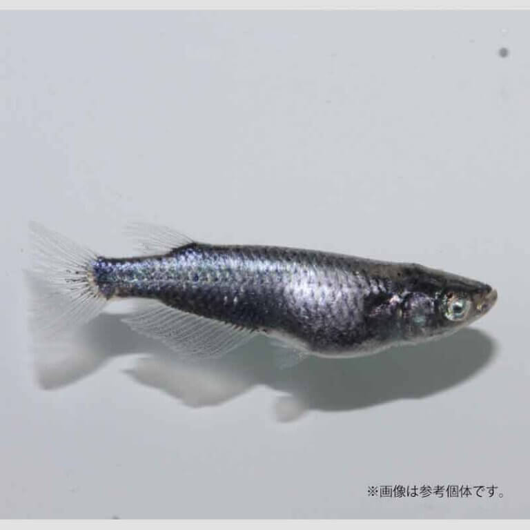 メダカ「デコピン」