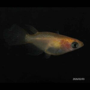 現物販売：メダカ「天女の舞　半ダルマ/ダルマ　１ペア」