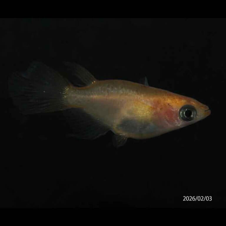 現物販売：メダカ「天女の舞　半ダルマ/ダルマ　１ペア」